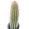 Echinopsis 'First Light' potted column cactus with pale spines.