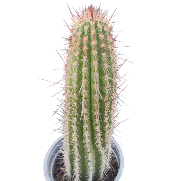 Echinopsis 'First Light' potted column cactus with pale spines.