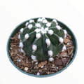 Echinopsis subdenudata 'Fuzzy Navel' in a nursery pot.