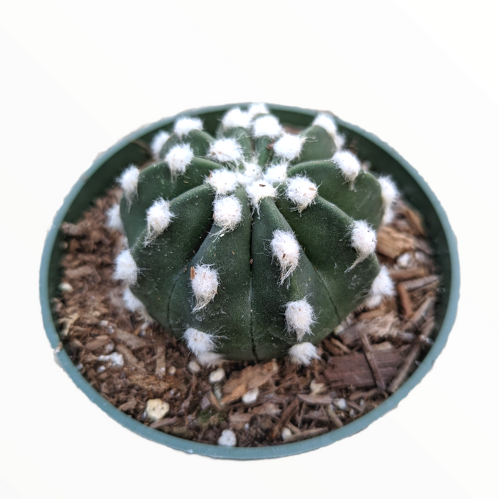 Echinopsis subdenudata 'Fuzzy Navel' in a nursery pot.