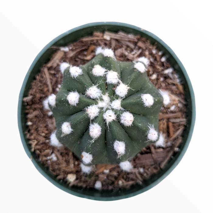 Echinopsis subdenudata 'Fuzzy Navel' star cactus top view.