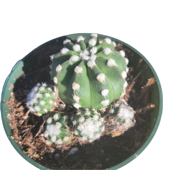 Echinopsis subdenudata 'Fuzzy Navel' in green pot with pups.