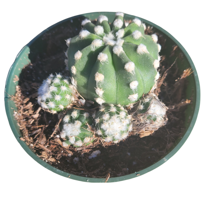 Echinopsis subdenudata 'Fuzzy Navel' in green nursery pot.