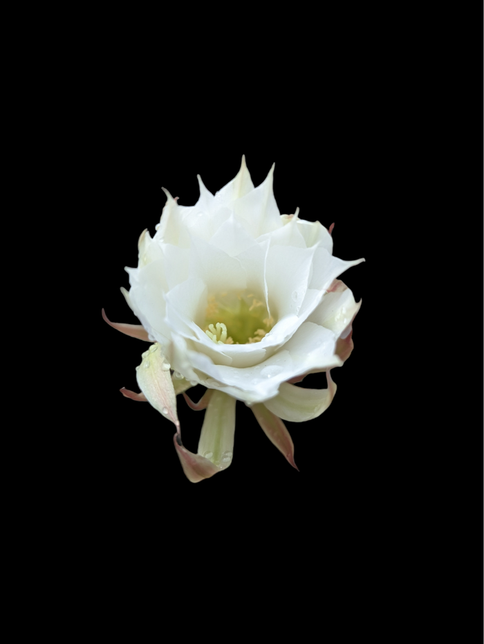 Echinopsis subdenudata 'Fuzzy Navel' cactus bloom.