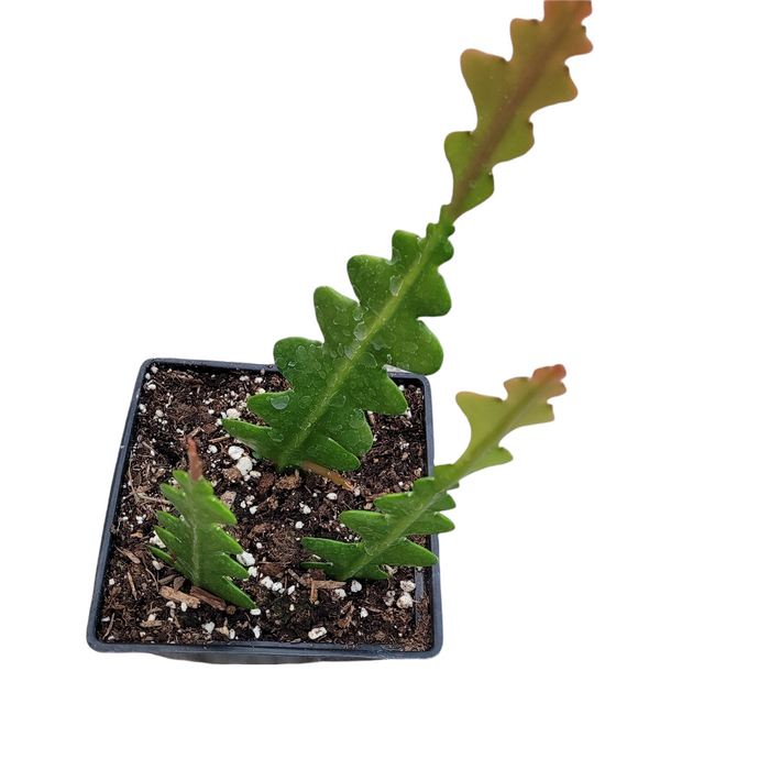 Epiphyllum anguliger ‘Fishbone Cactus’ in nursery pot.