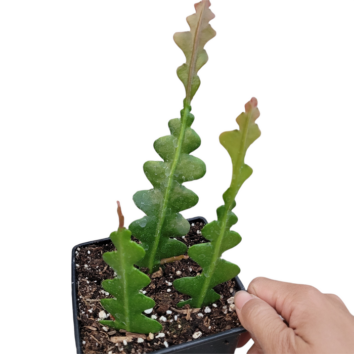 Epiphyllum anguliger ‘Fishbone Cactus’ in small pot for scale.