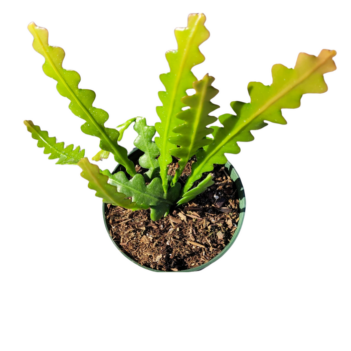 Epiphyllum anguliger ‘Fishbone Cactus’ in bark-based potting mix.