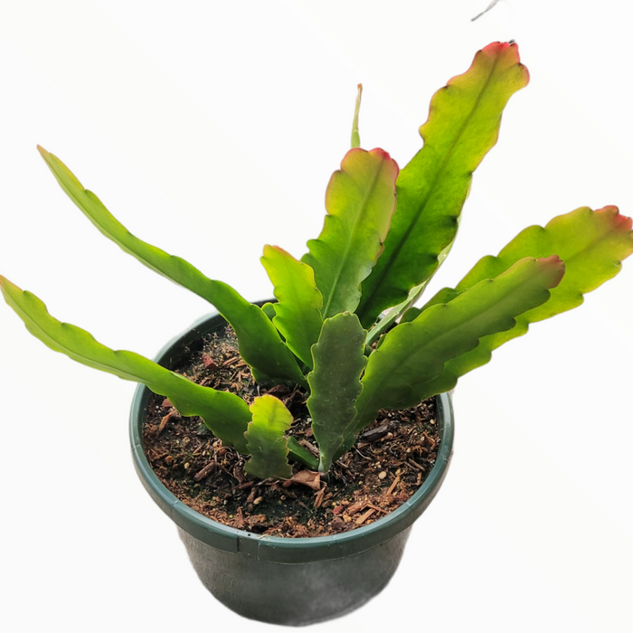 Epiphyllum Sp with wavy, succulent stems.