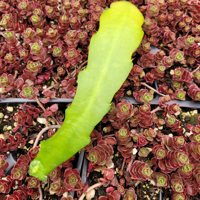 6 Inch Cutting