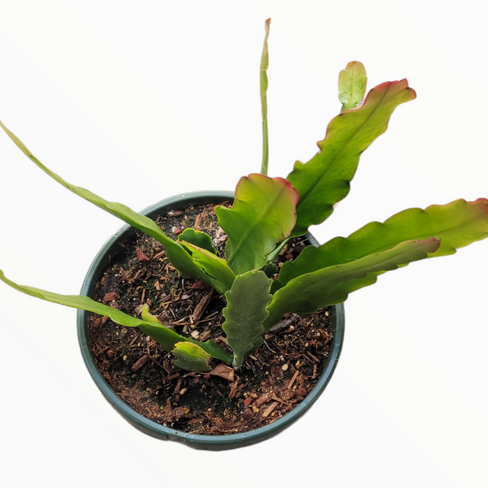 Epiphyllum Sp cactus with flat, lobed stems in potting mix.