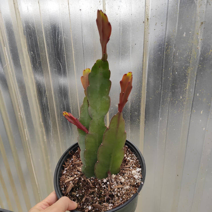 Epiphyllum Sp with flat, fleshy, scalloped stems and reddish tips.