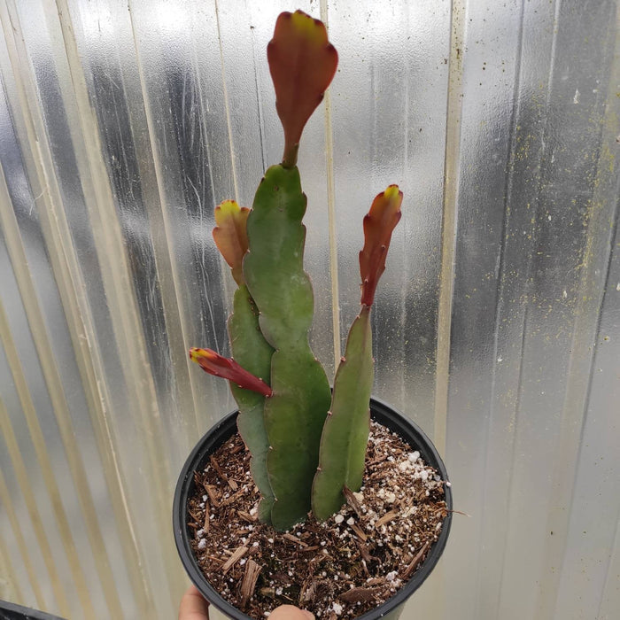 Epiphyllum Sp in black pot with new growth.