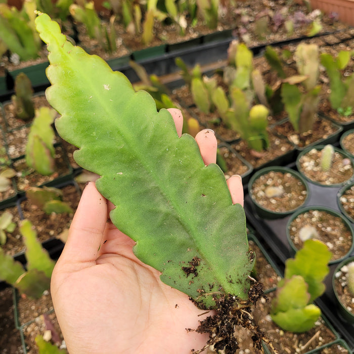 Epiphyllum Sp cutting with roots, ready for propagation.