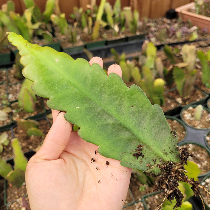 Epiphyllum Sp stem with roots, ready for planting.