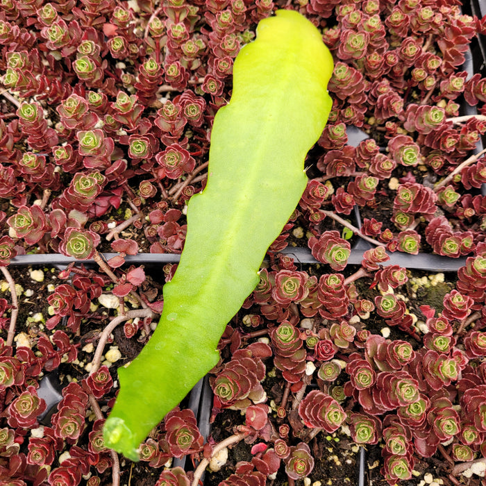 Epiphyllum Sp cutting on red-tinged rosette succulents.