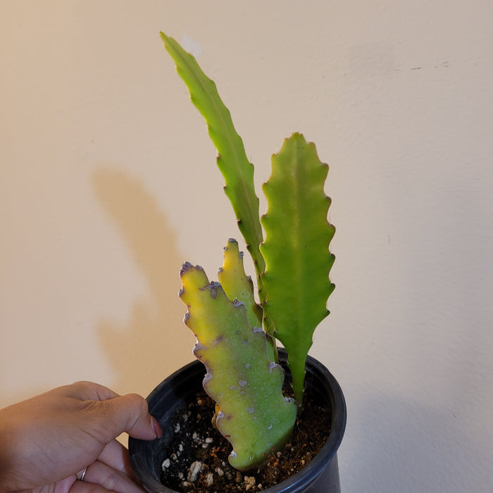 4 Inch