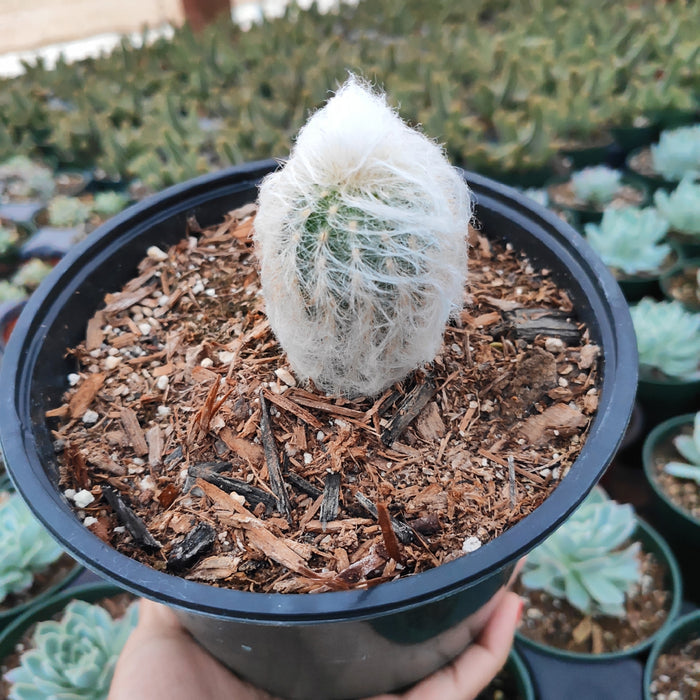 Espostoa melanostele cactus in black pot with soil and bark.