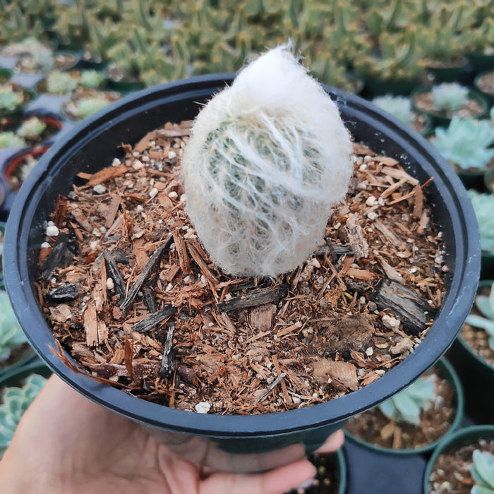 Peruvian Old Lady Cactus in black nursery pot.