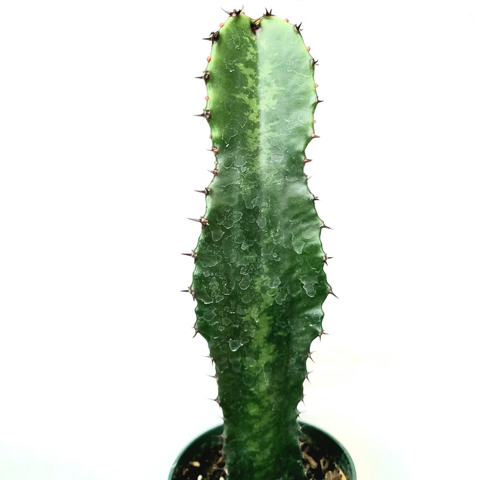 Euphorbia acrurensis 'Desert Candle' succulent with spined green pad.