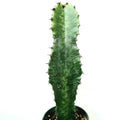 Euphorbia acrurensis 'Desert Candle' succulent with spined green pad.