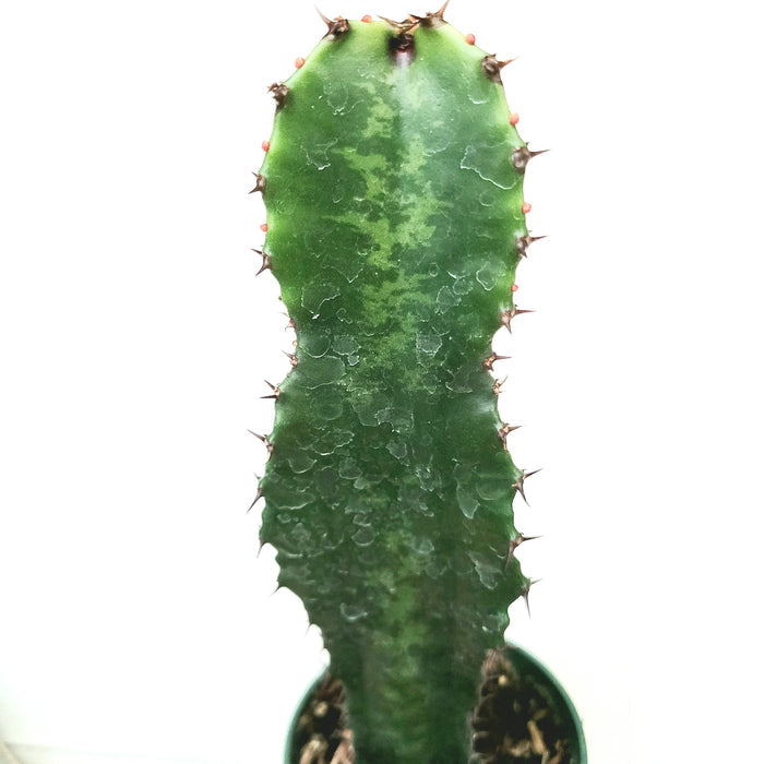 Euphorbia acrurensis 'Desert Candle' in small pot with spined edges.