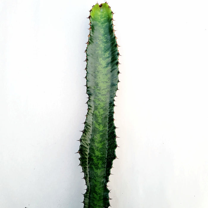 Euphorbia acrurensis 'Desert Candle' with vertical ribs and spines.