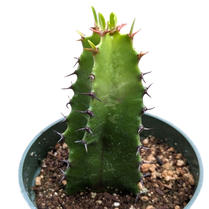 Euphorbia acrurensis 'Desert Candle' with spiny, wavy stems.