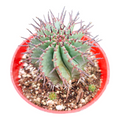 Euphorbia cereiformis in red nursery pot with offshoots.
