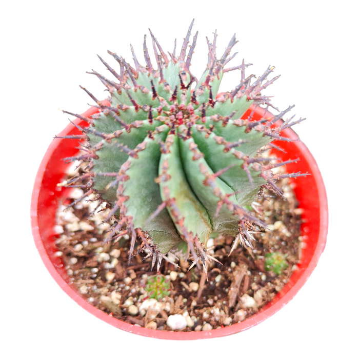 Euphorbia cereiformis in red nursery pot with offshoots.