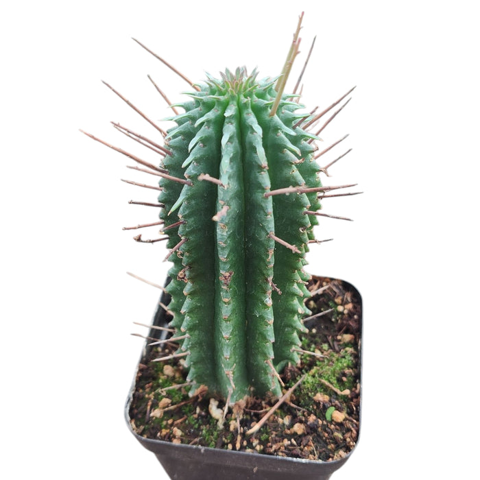Euphorbia fimbriata succulent with vertical ribs and spines.