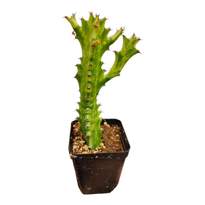 Euphorbia lactea 'Dragon bone' Variegata in black nursery pot.