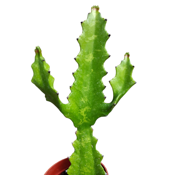 Euphorbia lactea 'Dragon Bone' in a small nursery pot.