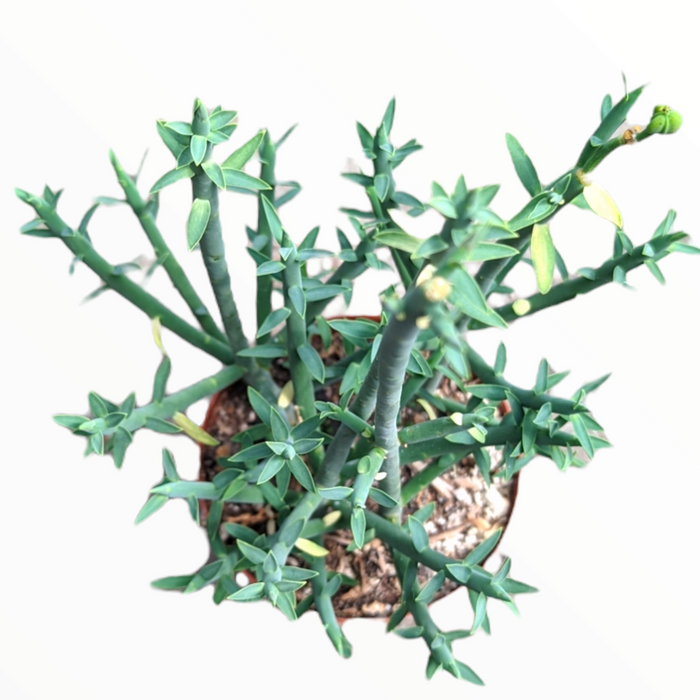 Euphorbia mauritanica Pencil Milkbrush in plastic nursery pot.