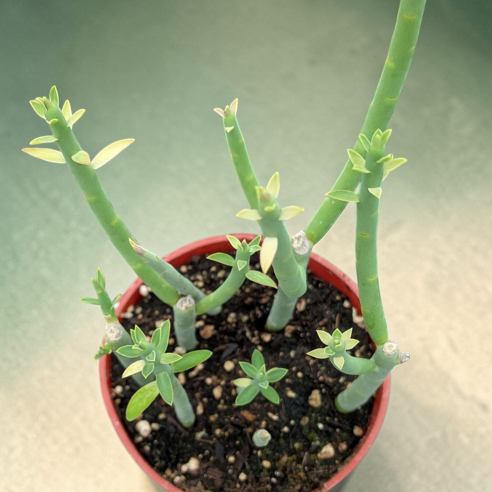 Euphorbia mauritanica Pencil Milkbrush in a small pot.