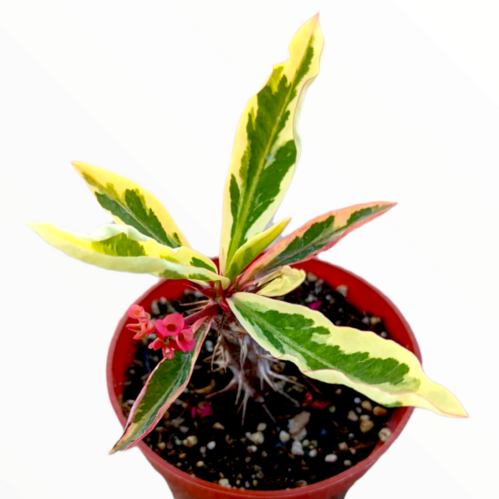 Euphorbia milii 'Fireworks' with variegated leaves and pink bracts.