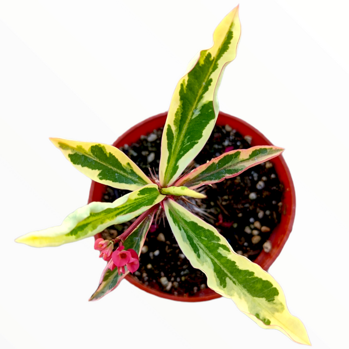 Euphorbia milii 'Fireworks' in a red pot with blooms.