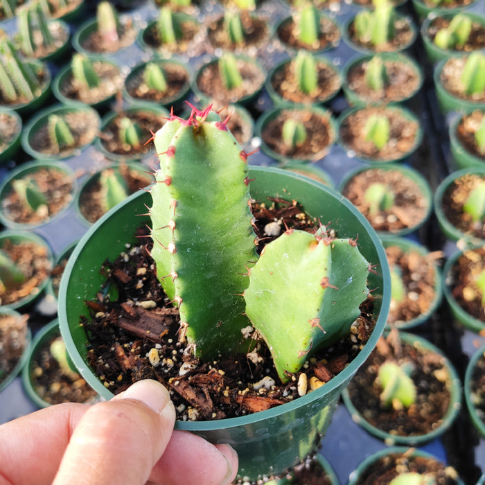 Euphorbia Resinifera cutting in green pot, held by hand.