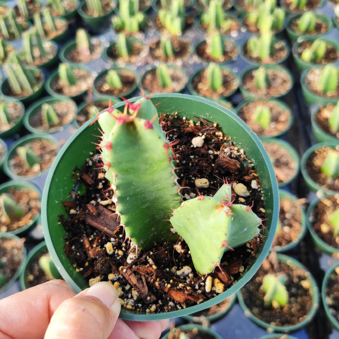 Euphorbia Resinifera Cactus cuttings in green nursery pot.