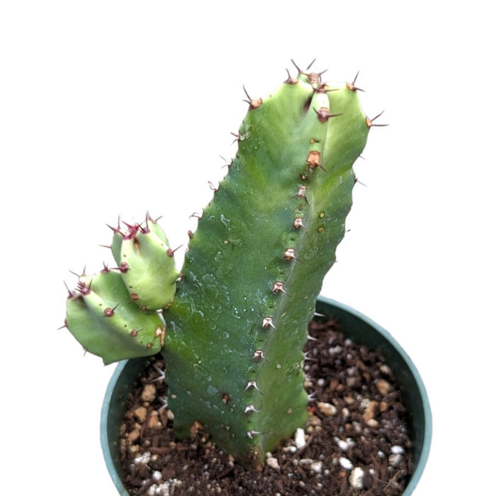 Euphorbia Resinifera Cactus in nursery pot with new offsets.