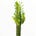Euphorbia trigona 'African Milk Tree' with triangular, toothed stem.