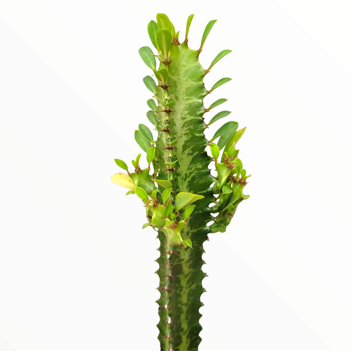 Euphorbia trigona 'African Milk Tree' with triangular, toothed stem.
