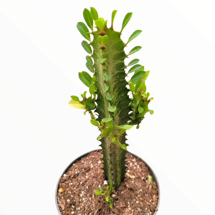 Euphorbia trigona 'African Milk Tree' potted succulent with spiny stem.