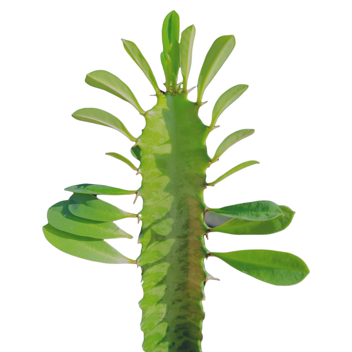 Euphorbia trigona stem with ridged shoot and glossy leaves.