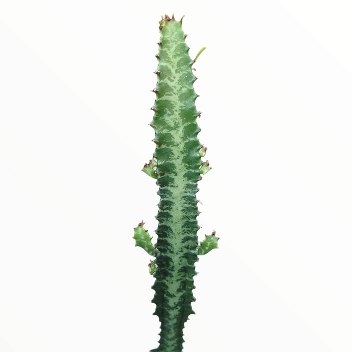 Euphorbia trigona 'African Milk Tree' cactus stem with toothed ribs.