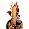 Euphorbia trigona cv. Royal Red succulent with ribbed stem.