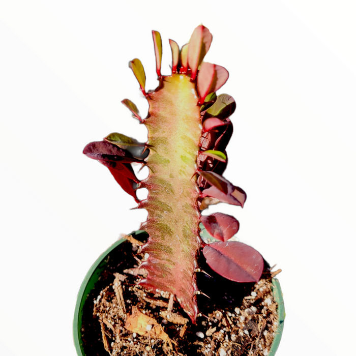 Euphorbia trigona cv. Royal Red succulent with ribbed stem.