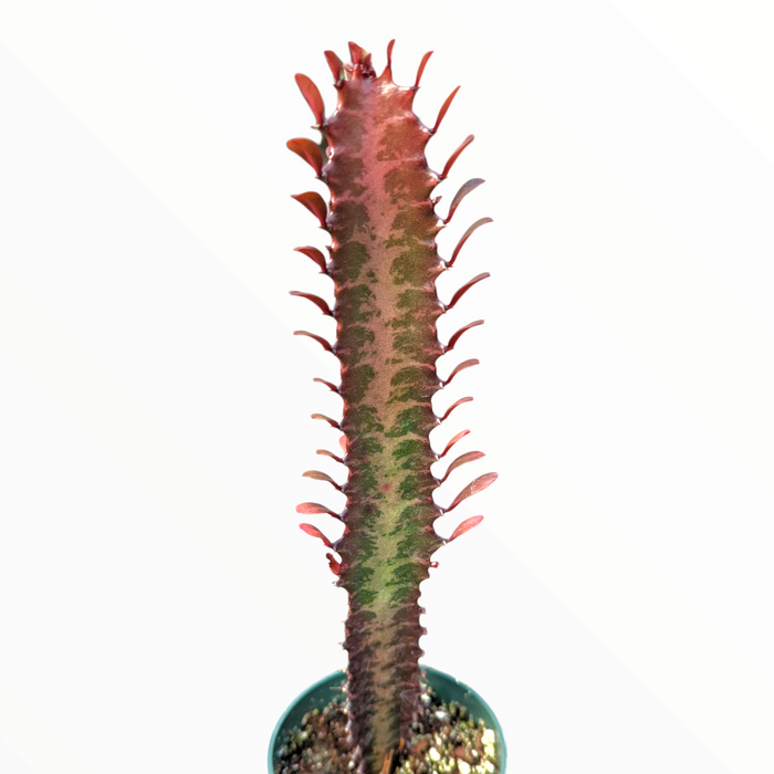 Euphorbia trigona cv. Royal Red succulent with red-mottled green stem.