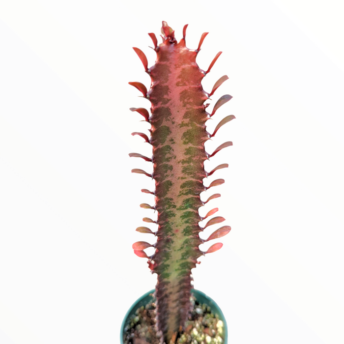 Euphorbia trigona cv. Royal Red upright in pot.