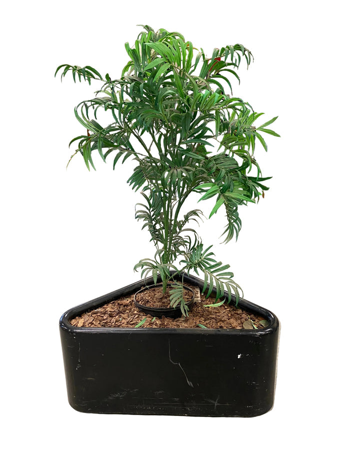 Fake Houseplant
