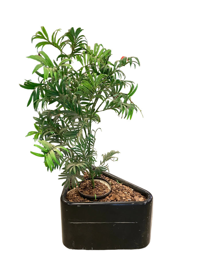 Fake Houseplant